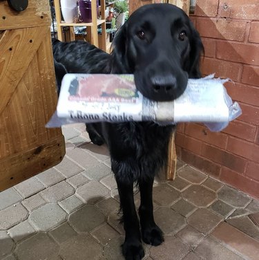 16 News‑Savvy Dogs That Love Staying Informed