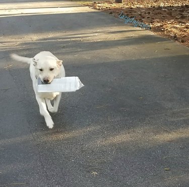 16 News‑Savvy Dogs That Love Staying Informed
