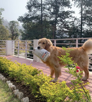 16 News‑Savvy Dogs That Love Staying Informed