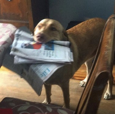 16 News‑Savvy Dogs That Love Staying Informed