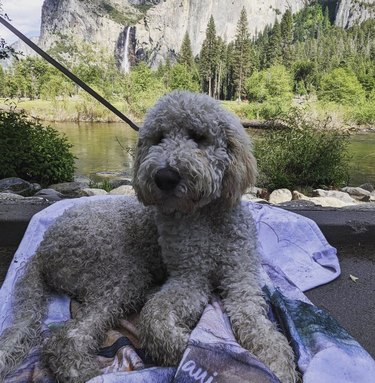 16 Dogs Explore America’s Iconic National Parks