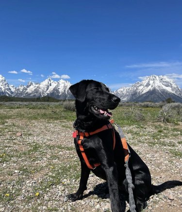 16 Dogs Explore America’s Iconic National Parks