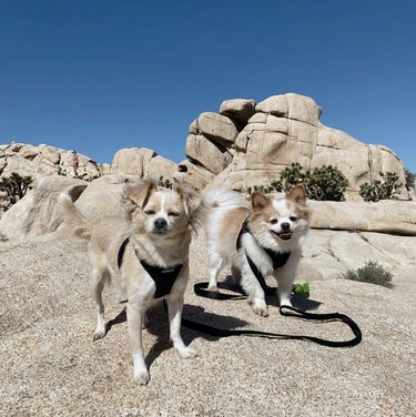 16 Dogs Explore America’s Iconic National Parks