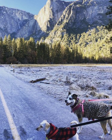 16 Dogs Explore America’s Iconic National Parks