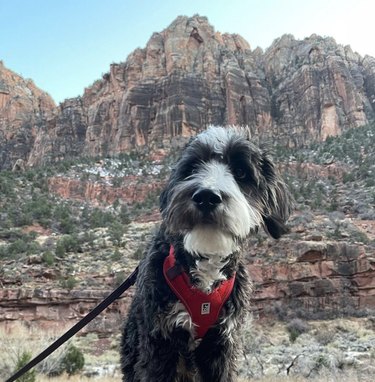 16 Dogs Explore America’s Iconic National Parks
