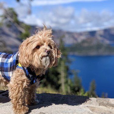 16 Dogs Explore America’s Iconic National Parks