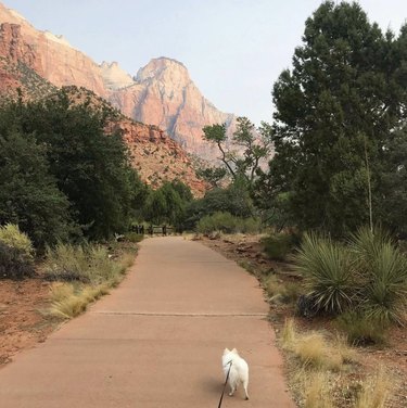 16 Dogs Explore America’s Iconic National Parks