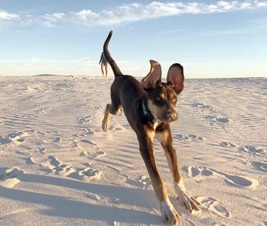 16 Dogs Explore America’s Iconic National Parks