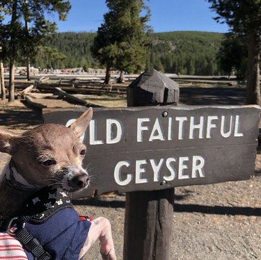 16 Dogs Explore America’s Iconic National Parks