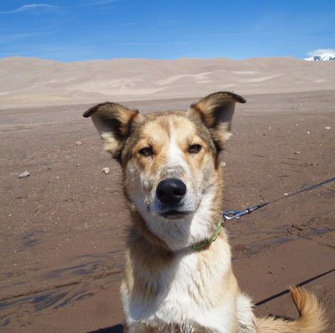 16 Dogs Explore America’s Iconic National Parks