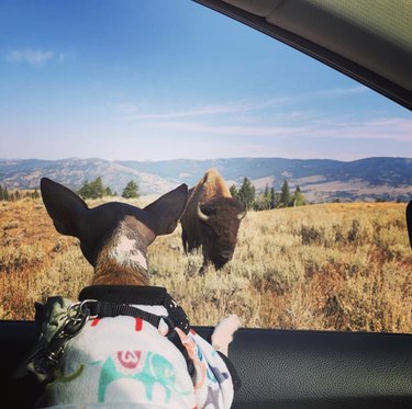 16 Dogs Explore America’s Iconic National Parks
