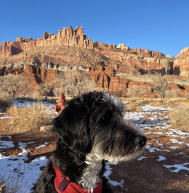 16 Dogs Explore America’s Iconic National Parks