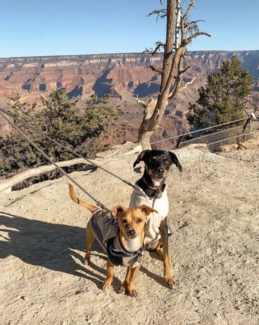 16 Dogs Explore America’s Iconic National Parks