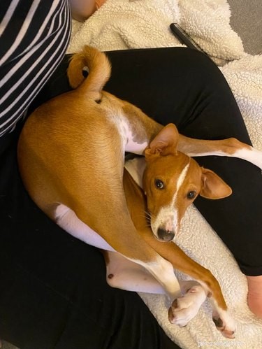 20 Delightfully Quirky Dogs Show Off Their Sweet, Unique Personalities