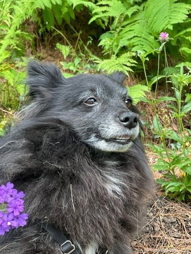 20 Delightfully Quirky Dogs Show Off Their Sweet, Unique Personalities