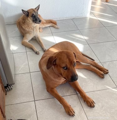 20 Delightfully Quirky Dogs Show Off Their Sweet, Unique Personalities
