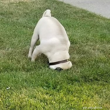 20 Delightfully Quirky Dogs Show Off Their Sweet, Unique Personalities