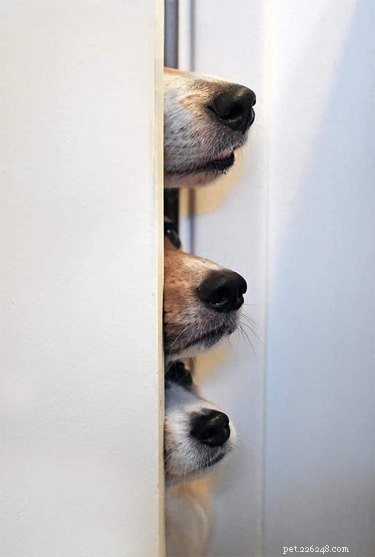 20 Delightfully Quirky Dogs Show Off Their Sweet, Unique Personalities