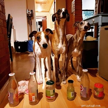 20 Delightfully Quirky Dogs Show Off Their Sweet, Unique Personalities