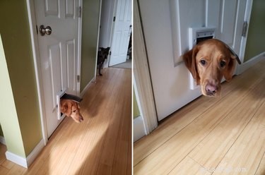 20 Delightfully Quirky Dogs Show Off Their Sweet, Unique Personalities