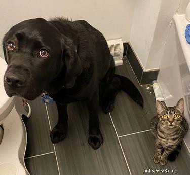 20 Delightfully Quirky Dogs Show Off Their Sweet, Unique Personalities