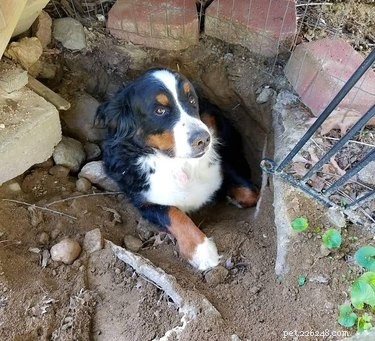20 Delightfully Quirky Dogs Show Off Their Sweet, Unique Personalities