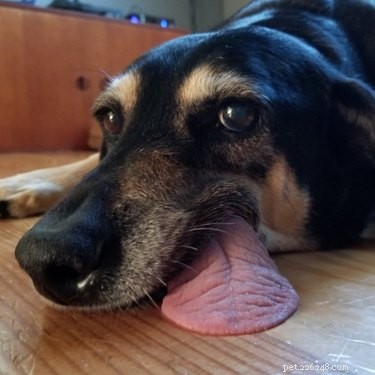 20 Delightfully Quirky Dogs Show Off Their Sweet, Unique Personalities