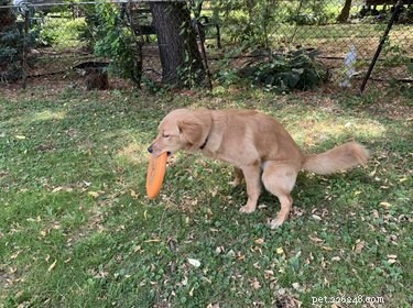 20 Delightfully Quirky Dogs Show Off Their Sweet, Unique Personalities