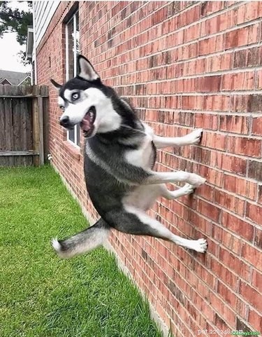 20 Delightfully Quirky Dogs Show Off Their Sweet, Unique Personalities