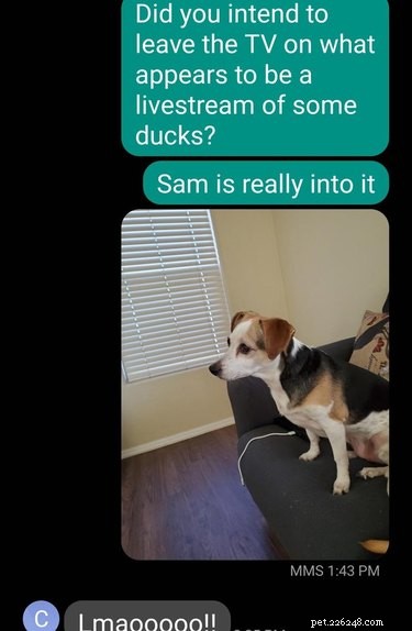 20 Delightfully Quirky Dogs Show Off Their Sweet, Unique Personalities