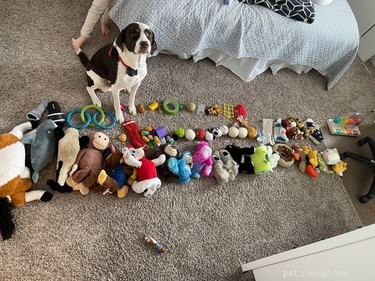 20 Delightfully Quirky Dogs Show Off Their Sweet, Unique Personalities