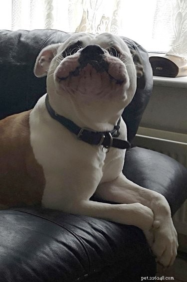 20 Delightfully Quirky Dogs Show Off Their Sweet, Unique Personalities