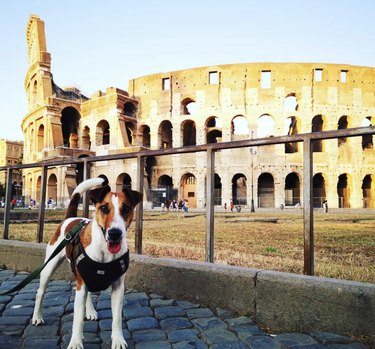 16 Dogs Who’ve Roamed the Globe: Their Epic Travel Adventures
