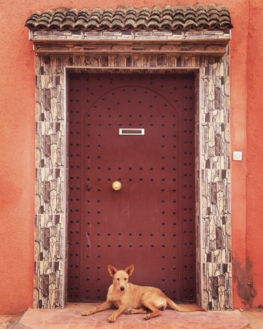 16 Dogs Who’ve Roamed the Globe: Their Epic Travel Adventures