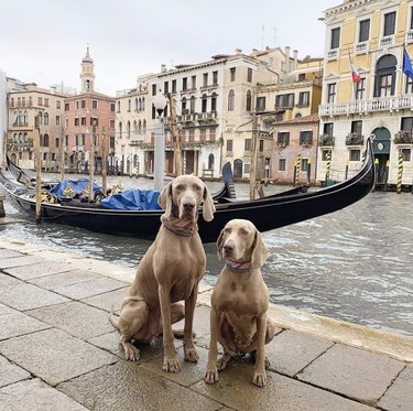 16 Dogs Who’ve Roamed the Globe: Their Epic Travel Adventures