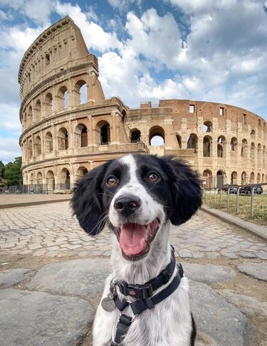16 Dogs Who’ve Roamed the Globe: Their Epic Travel Adventures
