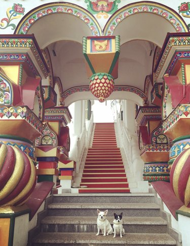 16 Dogs Who’ve Roamed the Globe: Their Epic Travel Adventures