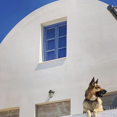 16 Dogs Who’ve Roamed the Globe: Their Epic Travel Adventures