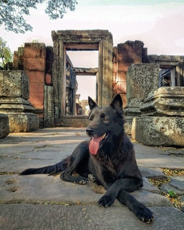 16 Dogs Who’ve Roamed the Globe: Their Epic Travel Adventures