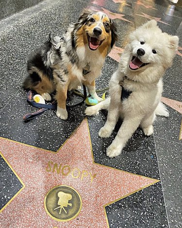 16 Dogs Who’ve Roamed the Globe: Their Epic Travel Adventures