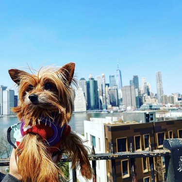16 Dogs Who’ve Roamed the Globe: Their Epic Travel Adventures