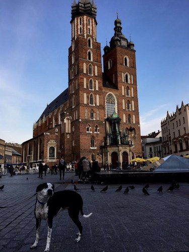 16 Dogs Who’ve Roamed the Globe: Their Epic Travel Adventures