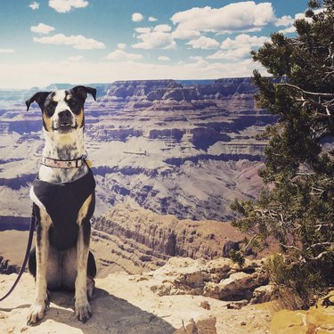 16 Dogs Who’ve Roamed the Globe: Their Epic Travel Adventures
