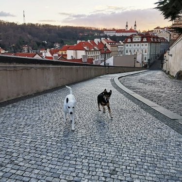 16 Dogs Who’ve Roamed the Globe: Their Epic Travel Adventures