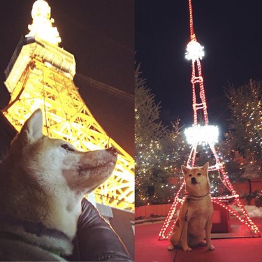 16 Dogs Who’ve Roamed the Globe: Their Epic Travel Adventures