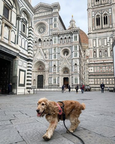 16 Dogs Who’ve Roamed the Globe: Their Epic Travel Adventures