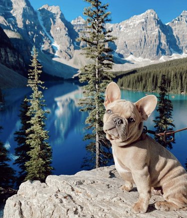 16 Dogs Who’ve Roamed the Globe: Their Epic Travel Adventures