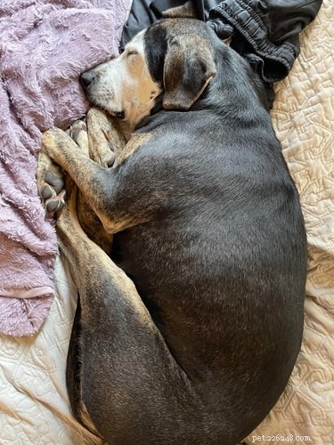 22 Heartwarming Pet Adoption Photos That Will Melt Your Heart