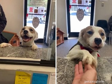 22 Heartwarming Pet Adoption Photos That Will Melt Your Heart