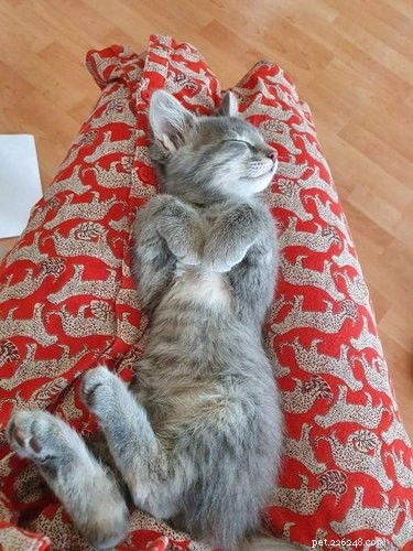 22 Heartwarming Pet Adoption Photos That Will Melt Your Heart
